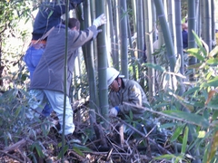 竹林整備 竹を選定して切り出す