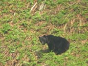 クマの生息調査